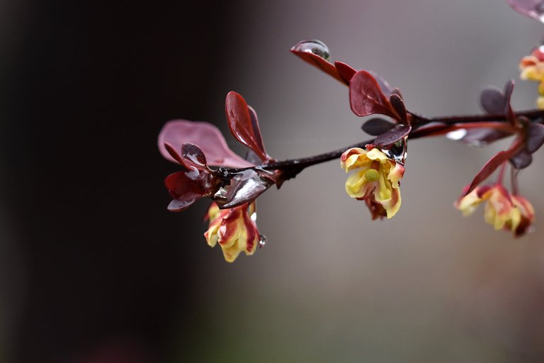 Barberry flowers wtaredrops 4.jpg