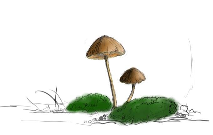 small mushroms 3.jpg