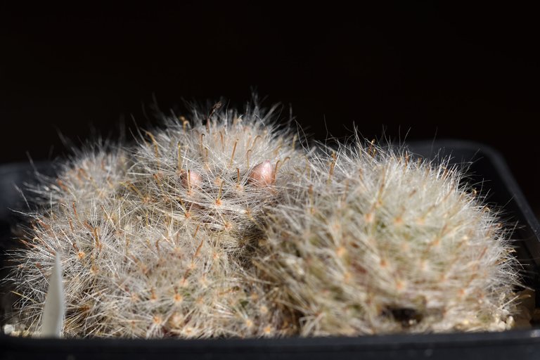 Mammillaria glassii 2021 buds.jpg