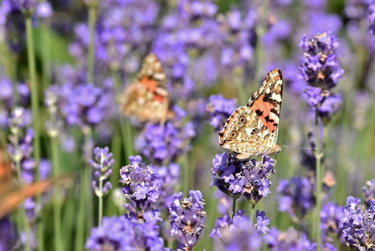 Painted Lady butterfly lavender 3.jpg