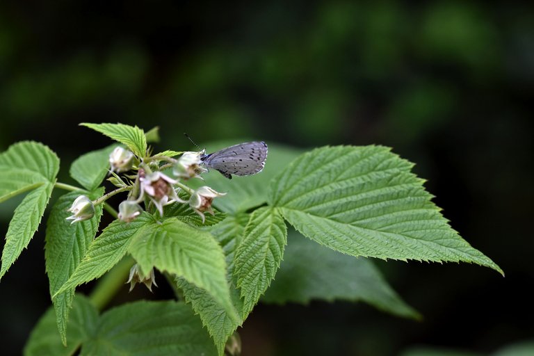 Small Blue Butterfly raspberry flower 4.jpg