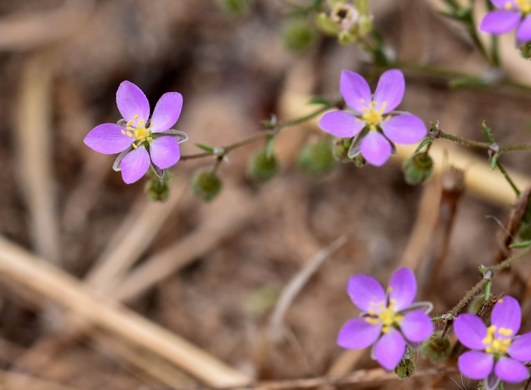 Spergularia rubra purple wildflower 2.jpg