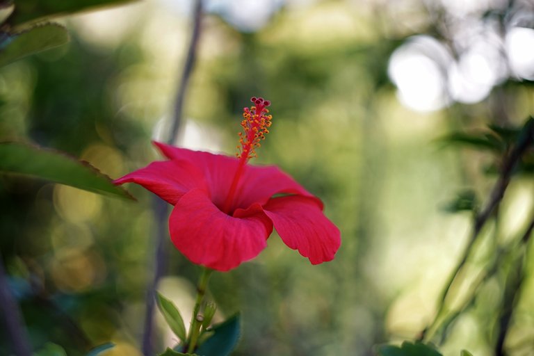 hibiscus park bokeh 3.jpg