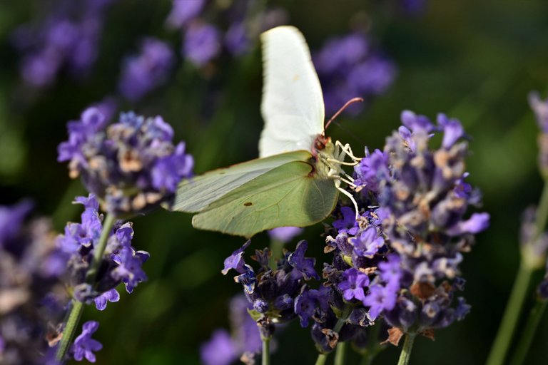 Common brimstone butterfly 2.jpg