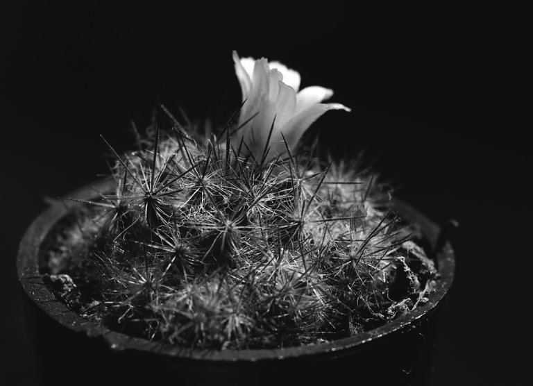 mammillaria prolifera mini flower bw 5.jpg