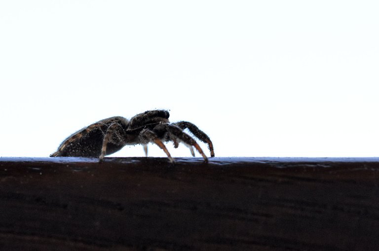 Jumping spider stairs pl 1.jpg