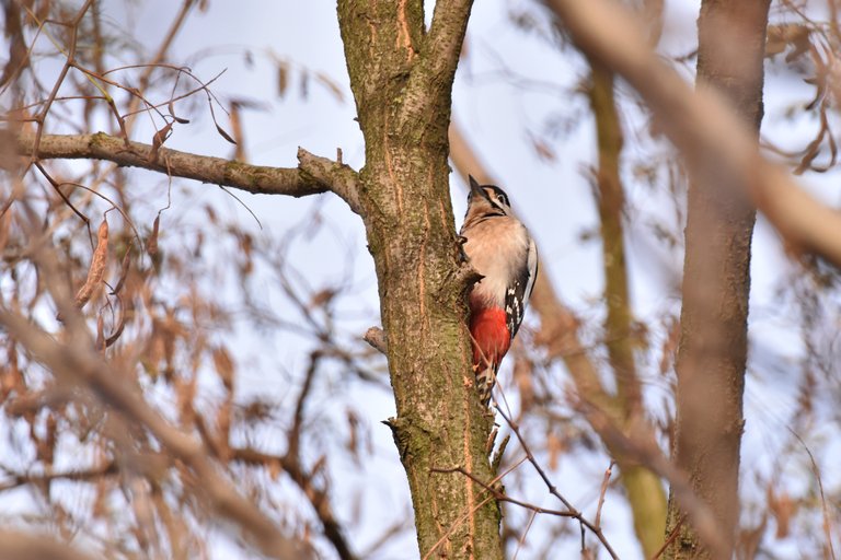 Great Spotted Woodpecker 6.jpg