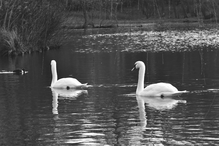 swans pond wro bw 9.jpg