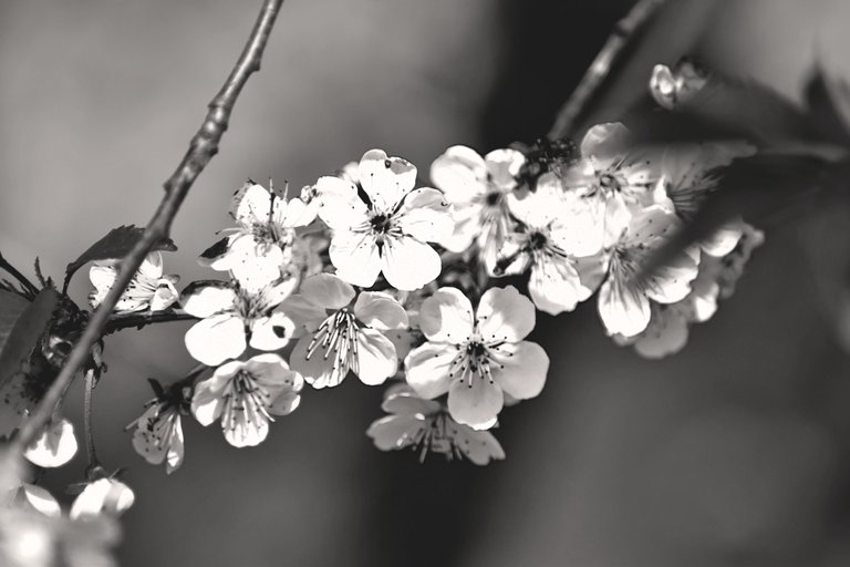 spring tree blossom 3.jpg