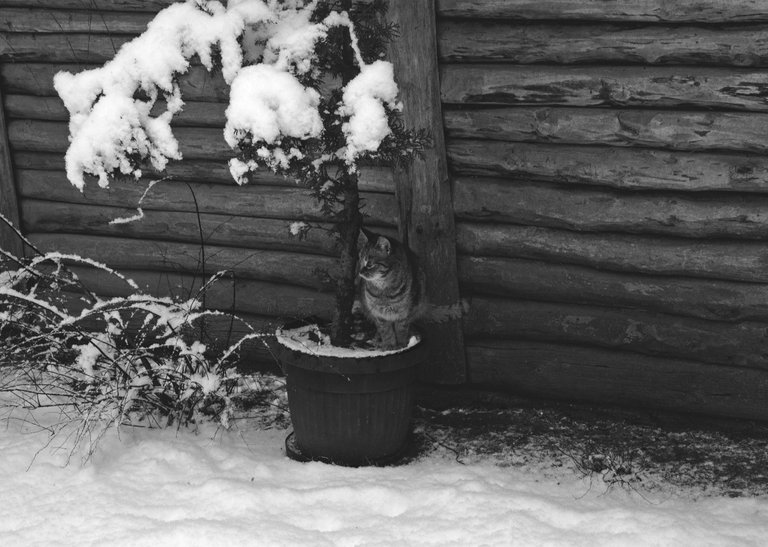 winter snow garden bw kitty.jpg