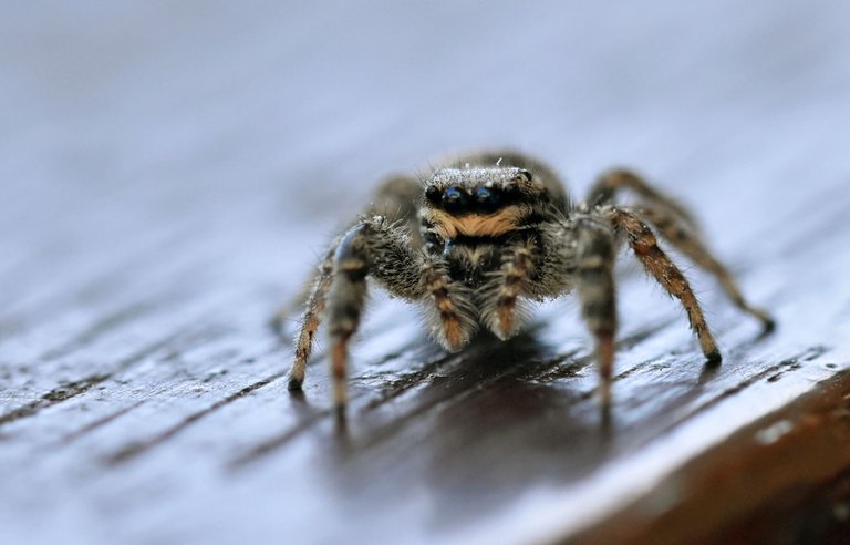 Jumping spider stairs pl 6.jpg