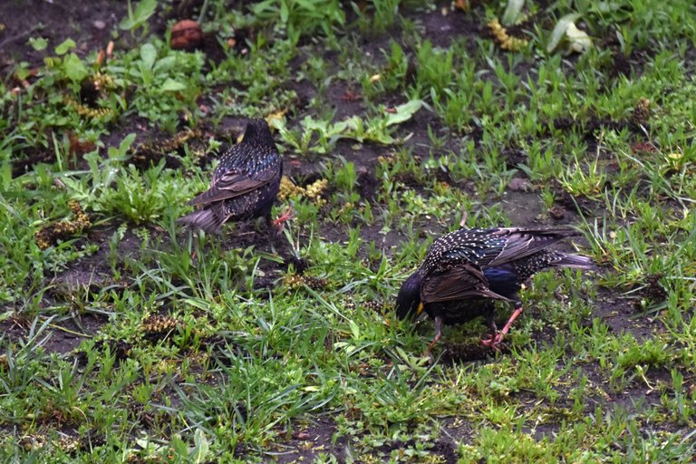 Starlings garden 6.jpg