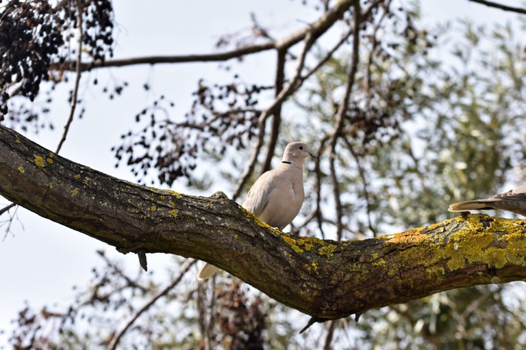 collared dove tree 3.jpg