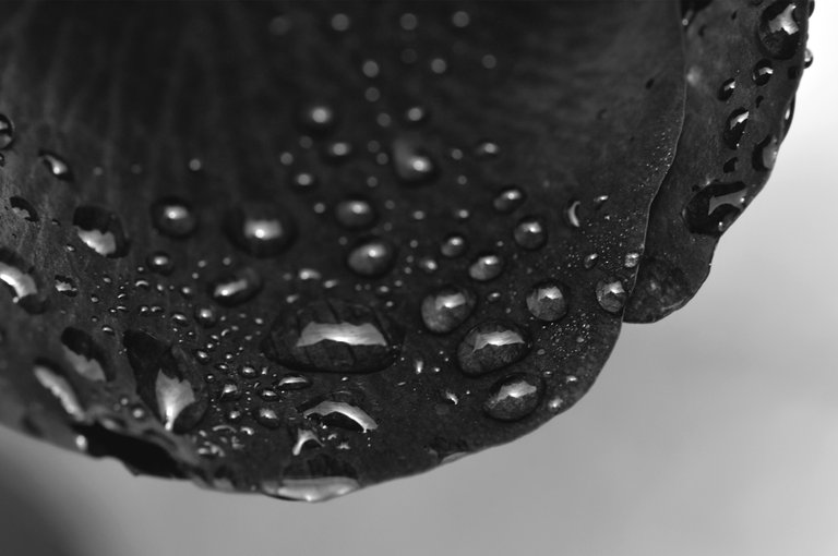 red rose drops macro bw 4.jpg