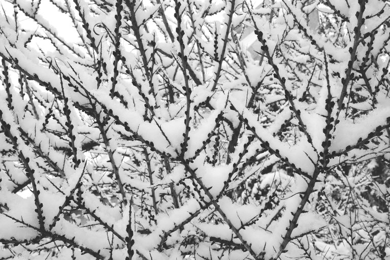 winter snow garden bw 9.jpg