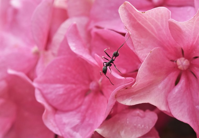 ant hydrangea 2.jpg