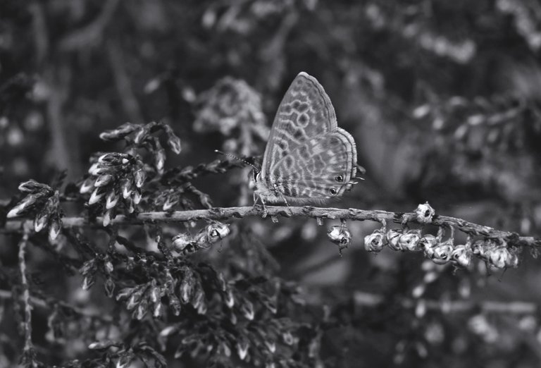 butterfly heather bw.jpg