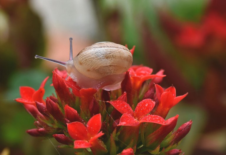 Snail Kalanchoe flowers 5.jpg