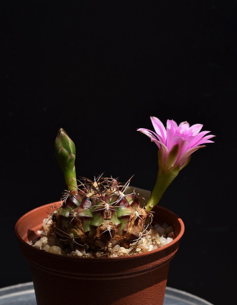 Gymnocalycium damsii var.tucavocense flower 5.jpg