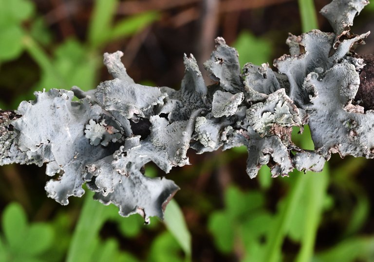 Grey lichen Parmelia 3.jpg