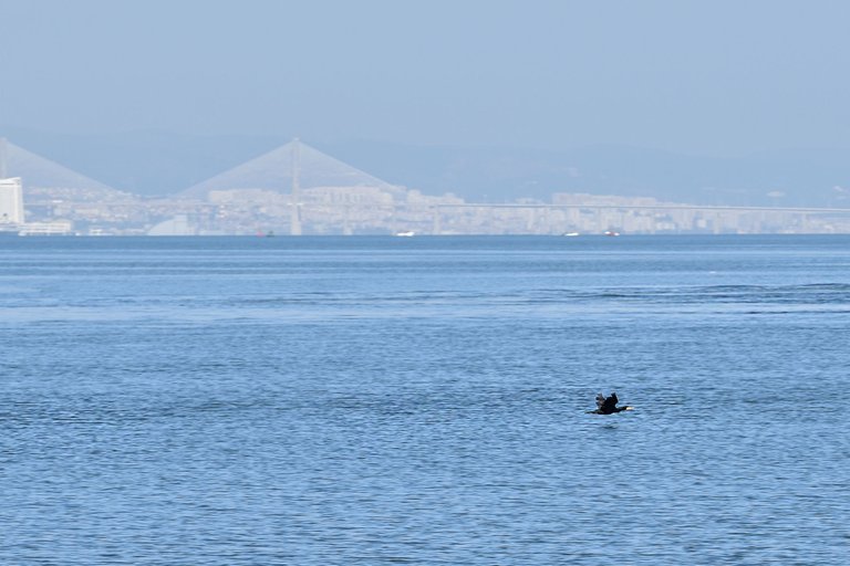 bay birds cormorant.jpg