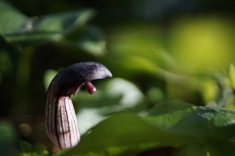 Arisarum simorrhinum zeiss bokeh 3.jpg