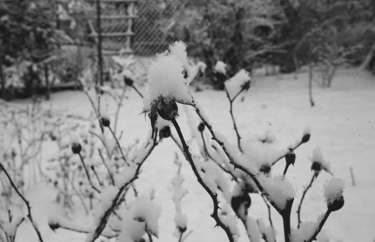 winter snow garden bw 4.jpg