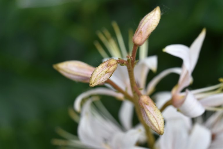 krzew mojżesza Dictamnus albus white 7.jpg