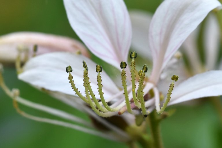 krzew mojżesza Dictamnus albus white 5.jpg