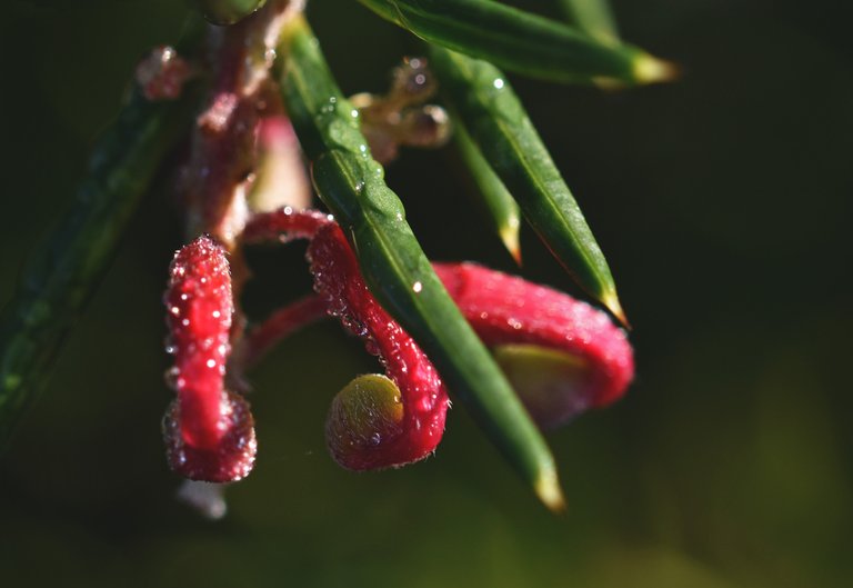 red no id flower shrub 1.jpg