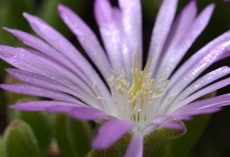 Drosanthemum flowers 3.jpg