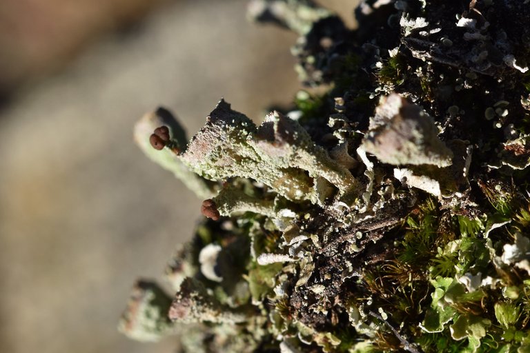 Cladonia pyxidata lichen cups 1.jpg