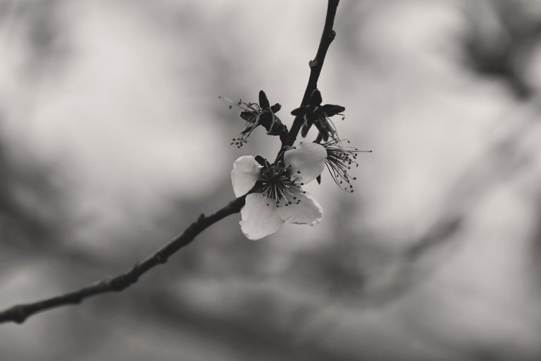 spring tree blossom bw 1.jpg