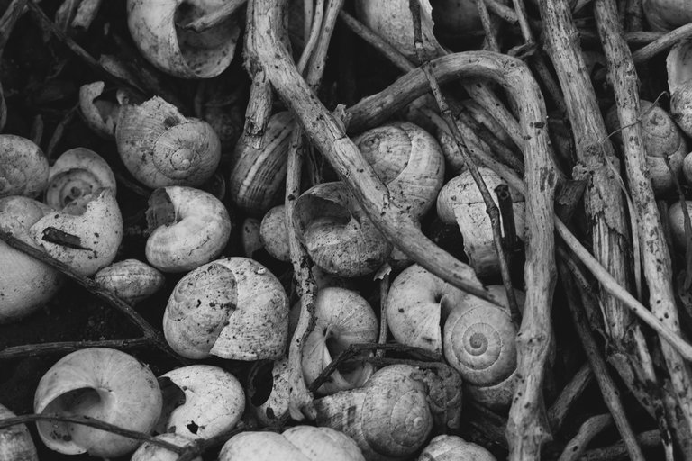 snail shells garden bw 5.jpg