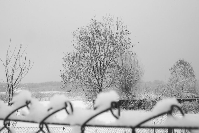 winter snow garden bw 7.jpg