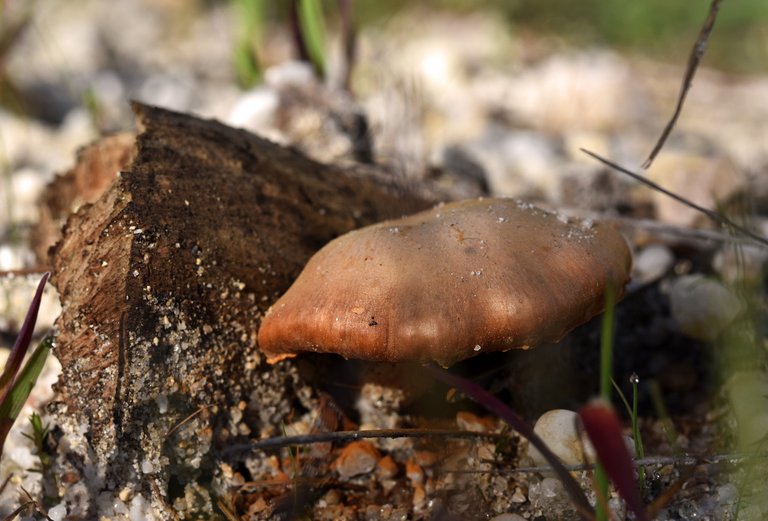 mushrooms bark sand 1.jpg