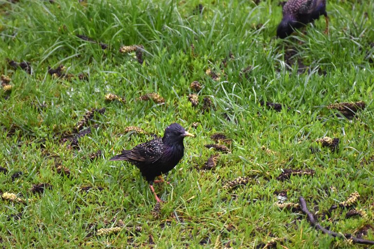 Starlings garden 2.jpg