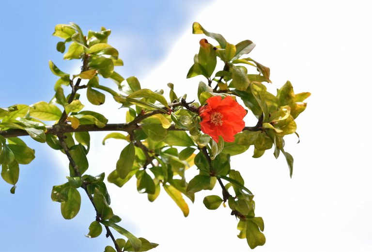 pomegranate flowers 7.jpg