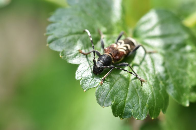 Longhorn beetle garden 2.jpg