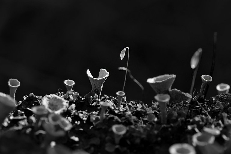 moss spores lichen bw 3.jpg