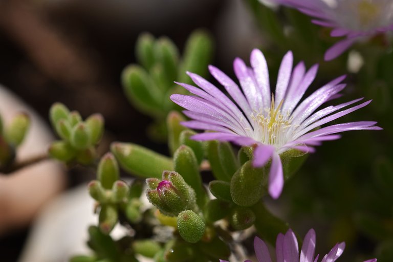 Drosanthemum flowers 4.jpg