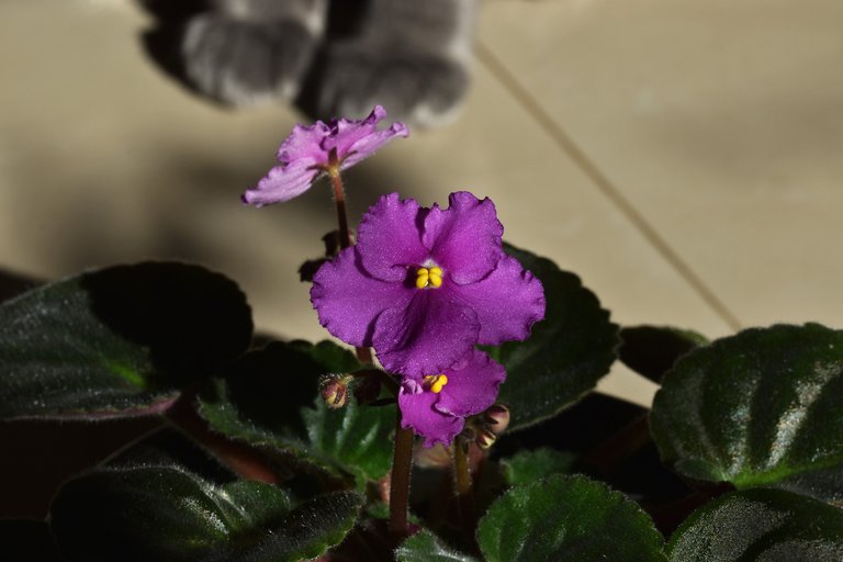 Suzi african violet purple 8.jpg