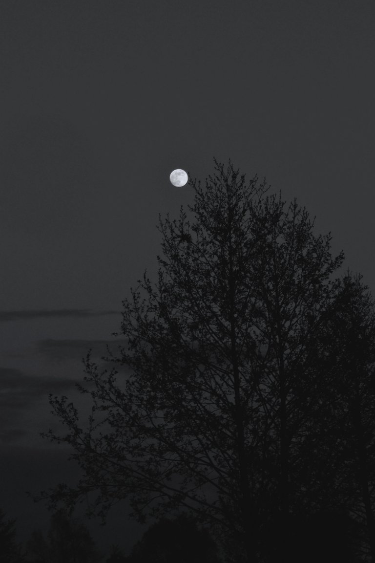 moon branches bw 9.jpg