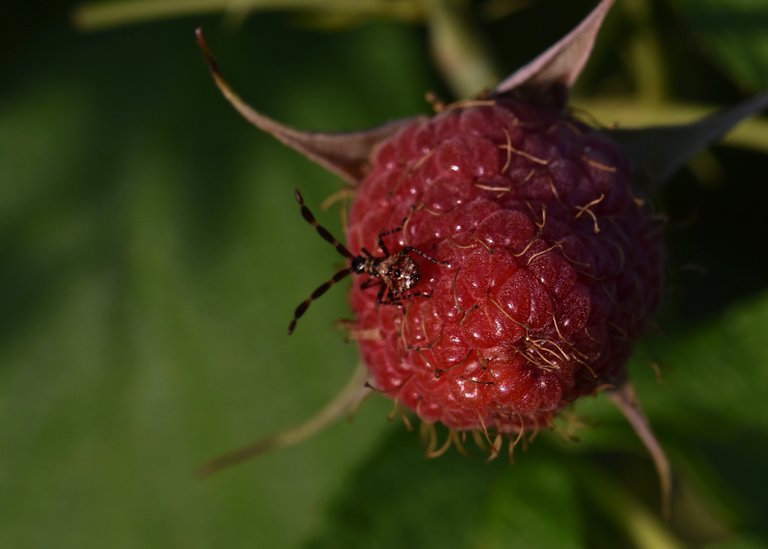 Coreus marginatus raspberry bug 12.jpg