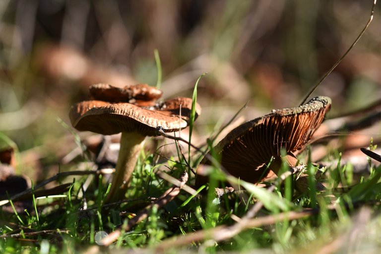 brown mushrooms sunny 1.jpg