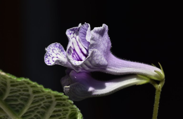 Streptocarpus light purple flower 4.jpg