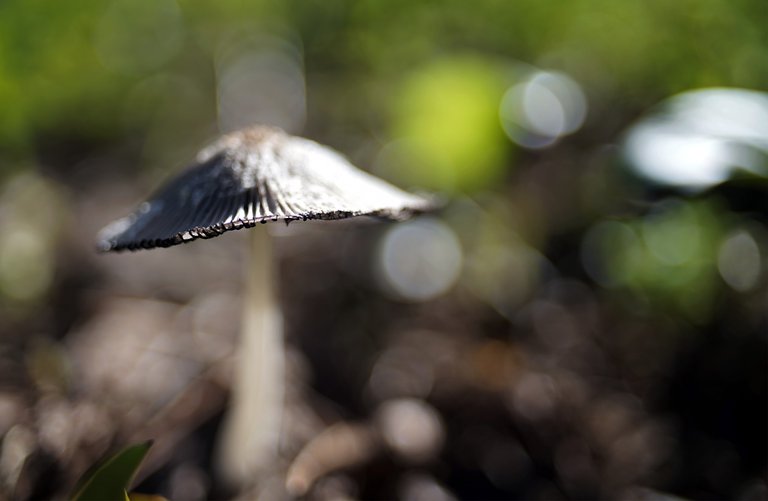 Coprinus lagopus ink caps zeiss 2.jpg