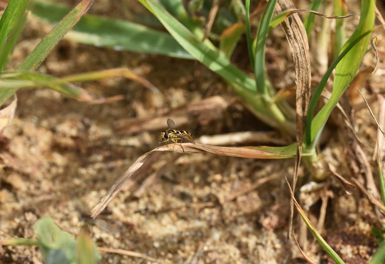 hoverfly drygrass macro 4.jpg