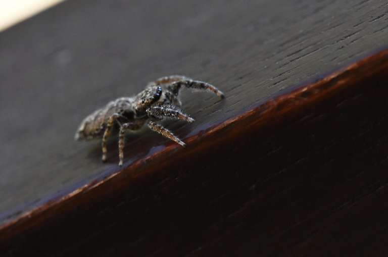 Jumping spider stairs pl 2.jpg