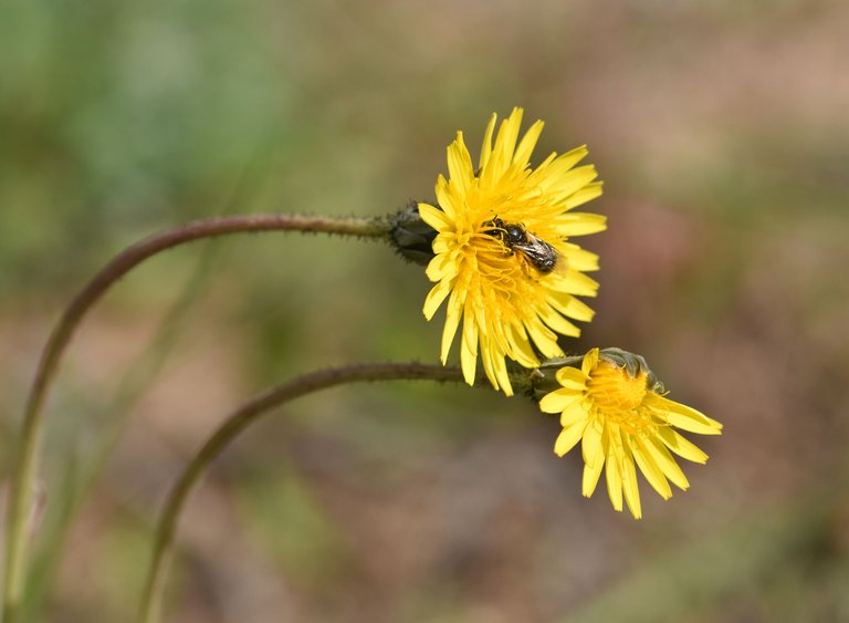 Bee dandelion pollen 1.jpg